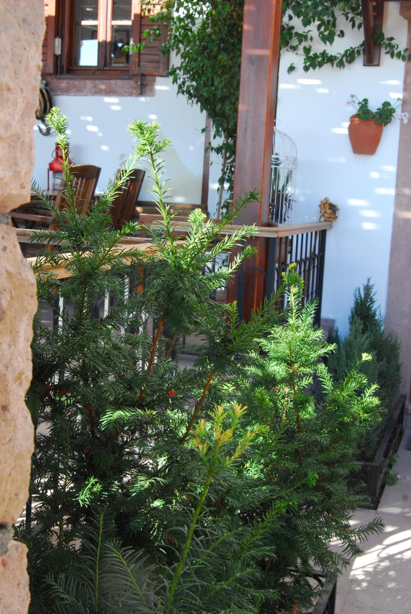 Aliye Hanim Hotel Ayvalik Exterior foto